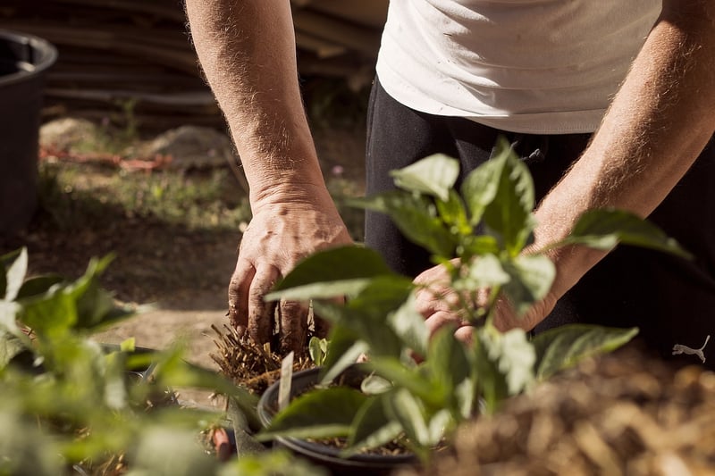 Kids planting a garden